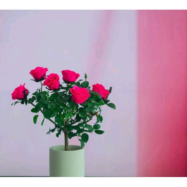Preserved Rose Potted Plant